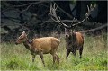  Parc de DYREHAVEN .Brame 2006
Cerf au brame.Brame du cerf
Dyrehaven 2006
Mammifère.
Cerf élaphe.Cervus élaphus.
Photographie de faune sauvage.
Daniel TRINQUECOSTES
Que nature vive 