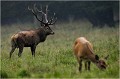  Parc de DYREHAVEN .Brame 2006
Cerf au brame.Brame du cerf
Dyrehaven 2006
Mammifère.
Cerf élaphe.Cervus élaphus.
Photographie de faune sauvage.
Daniel TRINQUECOSTES
Que nature vive 