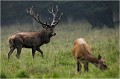  Parc de DYREHAVEN .Brame 2006
Cerf au brame.Brame du cerf
Dyrehaven 2006
Mammifère.
Cerf élaphe.Cervus élaphus.
Photographie de faune sauvage.
Daniel TRINQUECOSTES
Que nature vive 