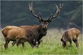 La classe ...... Parc de DYREHAVEN .Brame 2006
Cerf au brame.Brame du cerf
Dyrehaven 2006
Mammifère.
Cerf élaphe.Cervus élaphus.
Photographie de faune sauvage.
Daniel TRINQUECOSTES
Que nature vive 