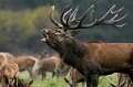 Vraiment très prés ... Parc de DYREHAVEN .Brame 2006
Cerf au brame.Brame du cerf
Dyrehaven 2006
Mammifère.
Cerf élaphe.Cervus élaphus.
Photographie de faune sauvage.
Daniel TRINQUECOSTES
Que nature vive 