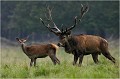 Suivez moi jeune homme .... Parc de DYREHAVEN .Brame 2006
Cerf au brame.Brame du cerf
Dyrehaven 2006
Mammifère.
Cerf élaphe.Cervus élaphus.
Photographie de faune sauvage.
Daniel TRINQUECOSTES
Que nature vive 