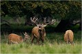  Parc de DYREHAVEN .Brame 2006
Cerf au brame.Brame du cerf
Dyrehaven 2006
Mammifère.
Cerf élaphe.Cervus élaphus.
Photographie de faune sauvage.
Daniel TRINQUECOSTES
Que nature vive 