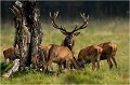 Cet arbre autour duquel sont réunis ce cerf et ces biches était un des plus beau du parc.Très agé comme nombre des chênes du parc, il s'est écroulé pour une raison que j' ignore...peut être la foudre.Si vous vus rendez à Dyrekaven ne manquez pas d'admier les arbres du parc, qui ont une architecture trés caractéristique. Parc de DYREHAVEN .Brame 2006
Cerf au brame.Brame du cerf
Dyrehaven 2006
Mammifère.
Cerf élaphe.Cervus élaphus.
Photographie de faune sauvage.
Daniel TRINQUECOSTES
Que nature vive 