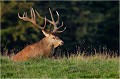 Séquence en trois images du lever de Monsieur ...... Parc de DYREHAVEN .Brame 2006
Cerf au brame.Brame du cerf
Dyrehaven 2006
Mammifère.
Cerf élaphe.Cervus élaphus.
Photographie de faune sauvage.
Daniel TRINQUECOSTES
Que nature vive 