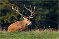 ...................... Parc de DYREHAVEN .Brame 2006
Cerf au brame.Brame du cerf
Dyrehaven 2006
Mammifère.
Cerf élaphe.Cervus élaphus.
Photographie de faune sauvage.
Daniel TRINQUECOSTES
Que nature vive 