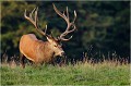 Que c'est dur ! Parc de DYREHAVEN .Brame 2006
Cerf au brame.Brame du cerf
Dyrehaven 2006
Mammifère.
Cerf élaphe.Cervus élaphus.
Photographie de faune sauvage.
Daniel TRINQUECOSTES
Que nature vive 