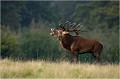  Parc de DYREHAVEN .Brame 2006
Cerf au brame.Brame du cerf
Dyrehaven 2006
Mammifère.
Cerf élaphe.Cervus élaphus.
Photographie de faune sauvage.
Daniel TRINQUECOSTES
Que nature vive 