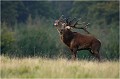  Parc de DYREHAVEN .Brame 2006
Cerf au brame.Brame du cerf
Dyrehaven 2006
Mammifère.
Cerf élaphe.Cervus élaphus.
Photographie de faune sauvage.
Daniel TRINQUECOSTES
Que nature vive 