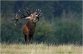  Parc de DYREHAVEN .Brame 2006
Cerf au brame.Brame du cerf
Dyrehaven 2006
Mammifère.
Cerf élaphe.Cervus élaphus.
Photographie de faune sauvage.
Daniel TRINQUECOSTES
Que nature vive 