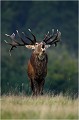 De plus prés ....600mm + 1.4 Parc de DYREHAVEN .Brame 2006
Cerf au brame.Brame du cerf
Dyrehaven 2006
Mammifère.
Cerf élaphe.Cervus élaphus.
Photographie de faune sauvage.
Daniel TRINQUECOSTES
Que nature vive 