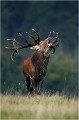 Dans la continuité du mouvement........ Parc de DYREHAVEN .Brame 2006
Cerf au brame.Brame du cerf
Dyrehaven 2006
Mammifère.
Cerf élaphe.Cervus élaphus.
Photographie de faune sauvage.
Daniel TRINQUECOSTES
Que nature vive 