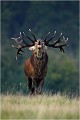  Parc de DYREHAVEN .Brame 2006
Cerf au brame.Brame du cerf
Dyrehaven 2006
Mammifère.
Cerf élaphe.Cervus élaphus.
Photographie de faune sauvage.
Daniel TRINQUECOSTES
Que nature vive 