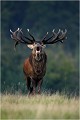 Fin de cycle d'un raire ( mot désignant aussi le son produit par le cerf quand il brame ) Parc de DYREHAVEN .Brame 2006
Cerf au brame.Brame du cerf
Dyrehaven 2006
Mammifère.
Cerf élaphe.Cervus élaphus.
Photographie de faune sauvage.
Daniel TRINQUECOSTES
Que nature vive 