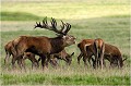  Parc de DYREHAVEN .Brame 2006
Cerf au brame.Brame du cerf
Dyrehaven 2006
Mammifère.
Cerf élaphe.Cervus élaphus.
Photographie de faune sauvage.
Daniel TRINQUECOSTES
Que nature vive 