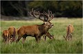  Parc de DYREHAVEN .Brame 2006
Cerf au brame.Brame du cerf
Dyrehaven 2006
Mammifère.
Cerf élaphe.Cervus élaphus.
Photographie de faune sauvage.
Daniel TRINQUECOSTES
Que nature vive 