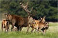  Parc de DYREHAVEN .Brame 2006
Cerf au brame.Brame du cerf
Dyrehaven 2006
Mammifère.
Cerf élaphe.Cervus élaphus.
Photographie de faune sauvage.
Daniel TRINQUECOSTES
Que nature vive 