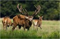 Et bien non ....simple posture du " FLEMING " pendant laquelle ce cerf cherche à prendre connaissance des effleuves environnantes ! Parc de DYREHAVEN .Brame 2006
Cerf au brame.Brame du cerf
Dyrehaven 2006
Mammifère.
Cerf élaphe.Cervus élaphus.
Photographie de faune sauvage.
Daniel TRINQUECOSTES
Que nature vive 