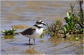 Au printemps et en été il n' hésite pas à fréquenter l'eau. PETIT GRAVELOT
OISEAUX
LIMICOLES
Les oiseaux du marais
Photographie de faune sauvage
Que nature vive
Daniel TRINQUECOSTES 