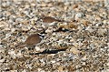 Sur cette image on peut observer un couple à proximité immédiate du lieu de nidification.Photo faite depuis un affût avec une très longue focale. PETIT GRAVELOT
OISEAUX
LIMICOLES
Les oiseaux du marais
Photographie de faune sauvage
Que nature vive
Daniel TRINQUECOSTES 