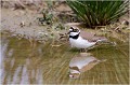  PETIT GRAVELOT
OISEAUX
LIMICOLES
Les oiseaux du marais
Photographie de faune sauvage
Que nature vive
Daniel TRINQUECOSTES 