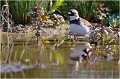 Les pieds dans l'eau.... PETIT GRAVELOT
OISEAUX
LIMICOLES
Les oiseaux du marais
Photographie de faune sauvage
Que nature vive
Daniel TRINQUECOSTES 