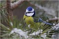  MESANGE BLEUE
OISEAUX
FAMILLE des PARIDES
PHOTOGRAPHIE DE FAUNE SAUVAGE 
A la mangeoire

DANIEL TRINQUECOSTES
Que nature vive 