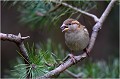 Petit passereau robuste que tout le monde connait.Il n'en est pas mois adorable ! MOINEAU DOMESTIQUE
Oiseaux
Passéridés
Photographie de faune sauvage

Daniel TRINQUECOSTES 
Que nature vive 