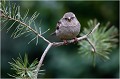  MOINEAU DOMESTIQUE
Oiseaux
Passéridés
Photographie de faune sauvage

Daniel TRINQUECOSTES 
Que nature vive 