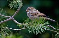  MOINEAU DOMESTIQUE
Oiseaux
Passéridés
Photographie de faune sauvage

Daniel TRINQUECOSTES 
Que nature vive 