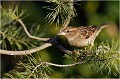  MOINEAU DOMESTIQUE
Oiseaux
Passéridés
Photographie de faune sauvage

Daniel TRINQUECOSTES 
Que nature vive 