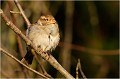  MOINEAU DOMESTIQUE
Oiseaux
Passéridés
Photographie de faune sauvage

Daniel TRINQUECOSTES 
Que nature vive 
