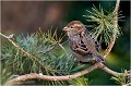  MOINEAU DOMESTIQUE
Oiseaux
Passéridés
Photographie de faune sauvage

Daniel TRINQUECOSTES 
Que nature vive 