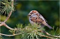  MOINEAU DOMESTIQUE
Oiseaux
Passéridés
Photographie de faune sauvage

Daniel TRINQUECOSTES 
Que nature vive 