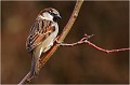  MOINEAU DOMESTIQUE
Oiseaux
Passéridés
Photographie de faune sauvage

Daniel TRINQUECOSTES 
Que nature vive 