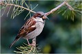  MOINEAU DOMESTIQUE
Oiseaux
Passéridés
Photographie de faune sauvage

Daniel TRINQUECOSTES 
Que nature vive 