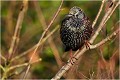  ETOURNEAU SANSONNET
OISEAUX
PHOTOGRAPHIE de FAUNE SAUVAGE

Saniel TRINQUECOSTES
Que nature vive 