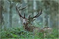 Une ancienne photo faite à l'approche pendant le brame en 1998 ( dia scannée ) CERF au BRAME
BRAME
MAMMIFERES
PHOTOGRAPHIE DE FAUNE SAUVAGE

Daniel TRINQUECOSTES
Que nature vive 
