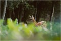Une biche CERF au BRAME
BICHE
BRAME
MAMMIFERES
PHOTOGRAPHIE DE FAUNE SAUVAGE

Daniel TRINQUECOSTES
Que nature vive 