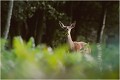 Biche........ CERF au BRAME
BICHE
BRAME
MAMMIFERES
PHOTOGRAPHIE DE FAUNE SAUVAGE

Daniel TRINQUECOSTES
Que nature vive 