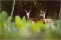 Deux biches ...... CERF au BRAME
BICHE
BRAME
MAMMIFERES
PHOTOGRAPHIE DE FAUNE SAUVAGE

Daniel TRINQUECOSTES
Que nature vive 