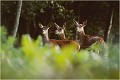 Trois biches...et puis rien ! CERF au BRAME
BICHE
BRAME
MAMMIFERES
PHOTOGRAPHIE DE FAUNE SAUVAGE

Daniel TRINQUECOSTES
Que nature vive 