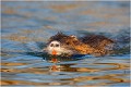  RAGONDIN

MAMMIFERE
Photographie de faune sauvage

Daniel TRINQUECOSTEQue nature vive 