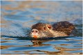  RAGONDIN

MAMMIFERE
Photographie de faune sauvage

Daniel TRINQUECOSTEQue nature vive 
