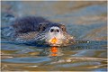  RAGONDIN

MAMMIFERE
Photographie de faune sauvage

Daniel TRINQUECOSTEQue nature vive 