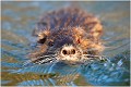  RAGONDIN

MAMMIFERE
Photographie de faune sauvage

Daniel TRINQUECOSTEQue nature vive 