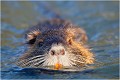  RAGONDIN

MAMMIFERE
Photographie de faune sauvage

Daniel TRINQUECOSTEQue nature vive 