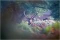 Photo faite au même endroit que les biches précédentes ( dia scannée ) CERF ELAPHE
Cerf au brame 
BRAME
MAMMIFERE
Photographie de faune sauvage
Daniel TRINQUECOSTES
Que nature vive 