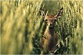 Photographie réalisée à l'approche après avoir repéré les animaux dans les blés verts ! CERF ELAPHE
FAON

MAMMIFERE
Photographie de faune sauvage
Daniel TRINQUECOSTES
Que nature vive 