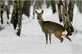 Chevrette en cours de mixion.Il fait tellement froid qe cela gèle instantanément ! CHEVREUIL
CHEVRETTE
MAMMIFERES
PHOTOGRAPHIE de FAUNE SAUVAGE

Daniel TRINQUECOSTES

Que nature vive
 